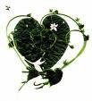(e417)Green Heart(e417)